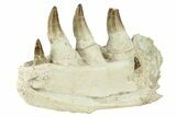 Mosasaur Jaw Section with Four Teeth - Morocco #270864-4